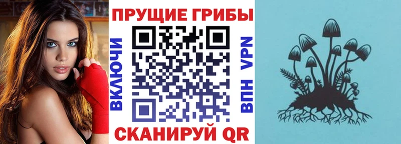Галлюциногенные грибы Cubensis  darknet телеграм  Александровск 